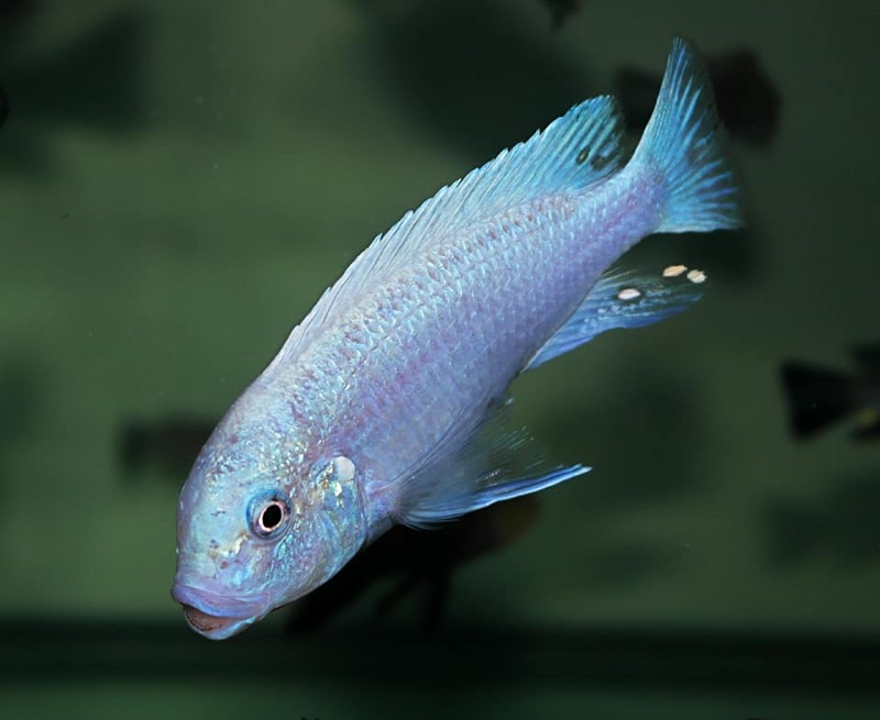 Maylandia callainos 'Ruarwe'